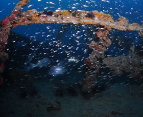 Lady Bowen Dive Site - Accommodation in Brisbane 1