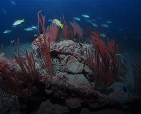 Lady Bowen Dive Site - Accommodation in Brisbane 3