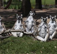 Savannah Visitor Plaza Taronga Western Plains Zoo Dubbo - Accommodation in Brisbane