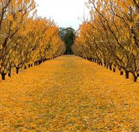 Sun Country on the Murray Farm Gate Trail - Accommodation in Brisbane