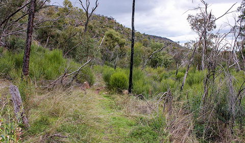 Lynchs Loop Trail - Accommodation in Brisbane 0