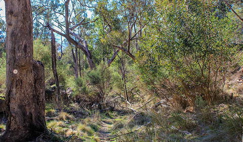 Eualdrie Walking Track - Accommodation in Brisbane 1