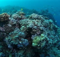 Manta Ray Drop Off Dive Site - Accommodation in Brisbane