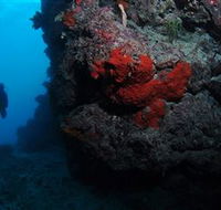 Stepping Stones Dive Site - Accommodation in Brisbane