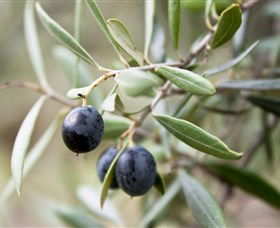 Wollundry Grove Olives - Accommodation in Brisbane 2