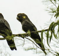 Conimbla National Park - Accommodation in Brisbane