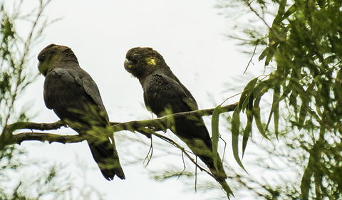 Conimbla National Park - Accommodation in Brisbane 0