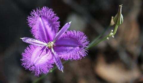 Conimbla National Park - Accommodation in Brisbane 3