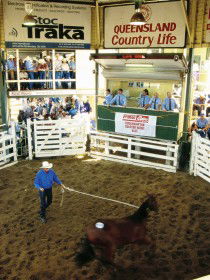 Gracemere Exhibition Complex - Accommodation in Brisbane 0