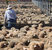 Livestock Marketing Centre - Accommodation in Brisbane