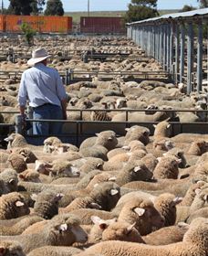 Livestock Marketing Centre - Accommodation in Brisbane 0