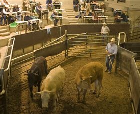 Livestock Marketing Centre - Accommodation in Brisbane 1