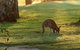 Benalla Golf Club - thumb 4