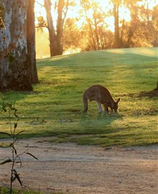 Benalla Golf Club - Accommodation in Brisbane 4