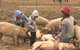 Springview Eco-Farm - thumb 2