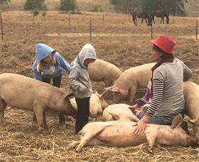 Springview Eco-Farm - Accommodation in Brisbane 2