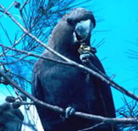 Mount Archer National Park - Accommodation in Brisbane