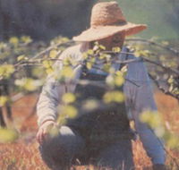 Canobolas Smith Winery - Accommodation in Brisbane