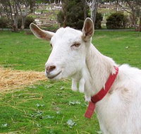 Dunkell Goats - Accommodation in Brisbane