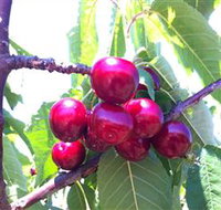 Ballinaclash Orchard and Cellar Door - Accommodation in Brisbane