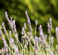 Rustique Lavender Farm - Accommodation in Brisbane