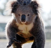 Koalas in Gunnedah - Accommodation in Brisbane
