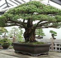 Peards Complex Albury - Accommodation in Brisbane