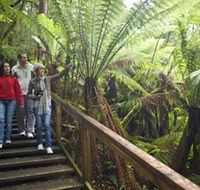 Otway Fly Treetop Adventures - Accommodation in Brisbane