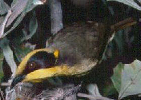 Tyers Park - Accommodation in Brisbane 0