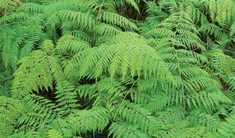 Boonoo Boonoo National Park - Accommodation in Brisbane 1