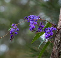 Mann River Nature Reserve - Accommodation in Brisbane