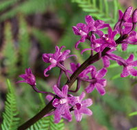Cassinia walking track - Accommodation in Brisbane