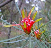 Glenbrook Native Plant Reserve and Nursery - Accommodation in Brisbane