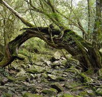 Mitchell River Walking Track - Accommodation in Brisbane