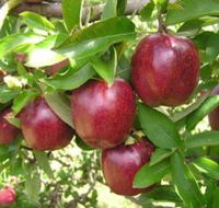 Top 40 Orchard - Accommodation in Brisbane