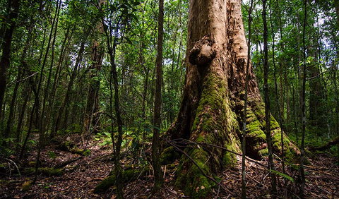Rocky Crossing Walk - Accommodation in Brisbane 1
