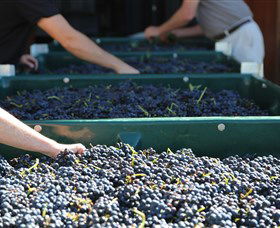 Around Hermitage Wine And Food Trail Hunter Valley - Accommodation in Brisbane 6