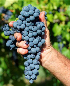 Stonehurst Cedar Creek Vineyard - Accommodation in Brisbane 5