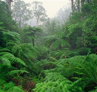 Tarra Bulga National Park - Accommodation in Brisbane