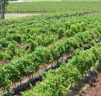 Pokolbin Brothers Wines Hunter Valley - Accommodation in Brisbane