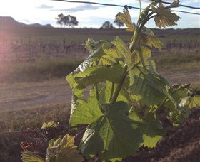 Drayton's Family Wines - Accommodation in Brisbane 1