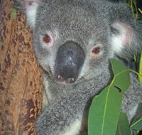 Hunter Valley Zoo - Accommodation in Brisbane