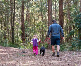 Olney State Forest - Watagan Mountains - Accommodation in Brisbane 0