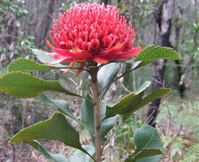 Olney State Forest - Watagan Mountains - Accommodation in Brisbane 1
