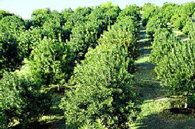 MacNuts WA Shop And Factory - Accommodation in Brisbane 1