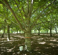 Sassafras Nuts - Accommodation in Brisbane