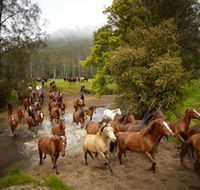 Glenworth Valley Horse Riding - Accommodation in Brisbane