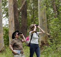 Chichester State Forest - Accommodation in Brisbane