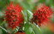 Hervey Bay Botanic Gardens - thumb 2