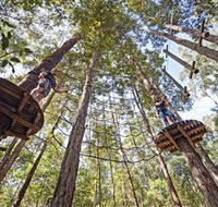 TreeTop Adventure Park Central Coast - Accommodation in Brisbane